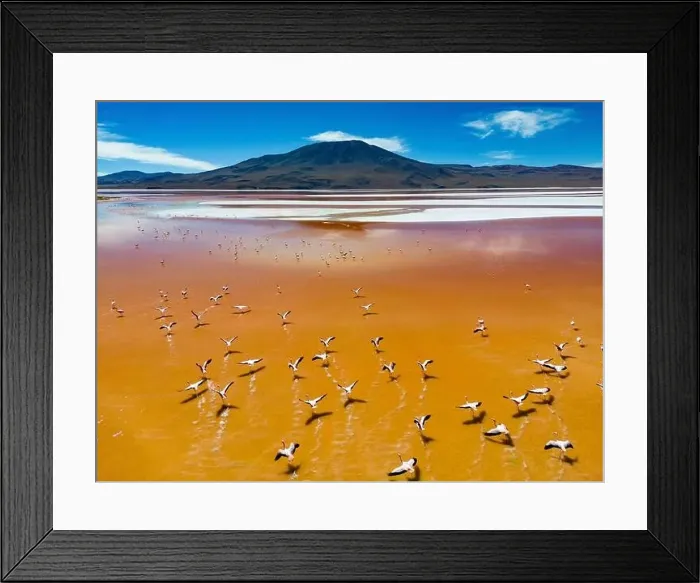 Framed Print : Aerial view of flamingos in the colorful Laguna Colorada in the remote Fauna Andina Eduardo Avaroa National Reserve in Framed Print : Aerial view of flamingos in the colorful Laguna Colorada in the remote Fauna Andina Eduardo Avaroa National Reserve in