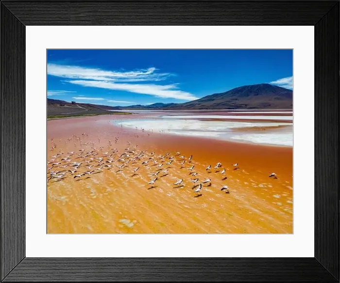 Framed Print : Aerial view of flamingos in the colorful Laguna Colorada in the remote Fauna Andina Eduardo Avaroa National Reserve in Framed Print : Aerial view of flamingos in the colorful Laguna Colorada in the remote Fauna Andina Eduardo Avaroa National Reserve in