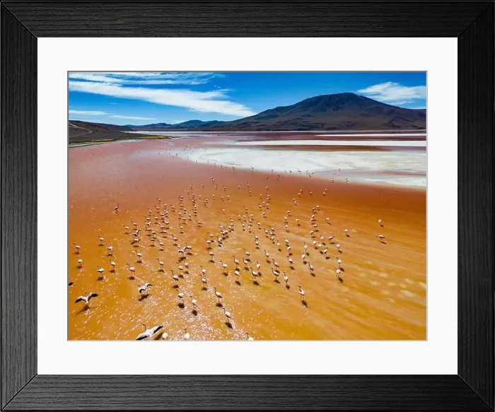Framed Print : Aerial view of flamingos in the colorful Laguna Colorada in the remote Fauna Andina Eduardo Avaroa National Reserve in Framed Print : Aerial view of flamingos in the colorful Laguna Colorada in the remote Fauna Andina Eduardo Avaroa National Reserve in