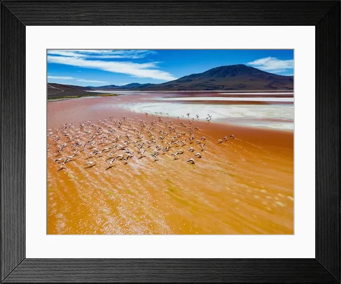 Framed Print : Aerial view of flamingos in the colorful Laguna Colorada in the remote Fauna Andina Eduardo Avaroa National Reserve in Framed Print : Aerial view of flamingos in the colorful Laguna Colorada in the remote Fauna Andina Eduardo Avaroa National Reserve in