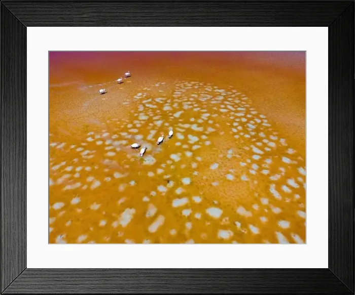 Framed Print : Aerial view of flamingos in the colorful Laguna Colorada in the remote Fauna Andina Eduardo Avaroa National Reserve in Framed Print : Aerial view of flamingos in the colorful Laguna Colorada in the remote Fauna Andina Eduardo Avaroa National Reserve in