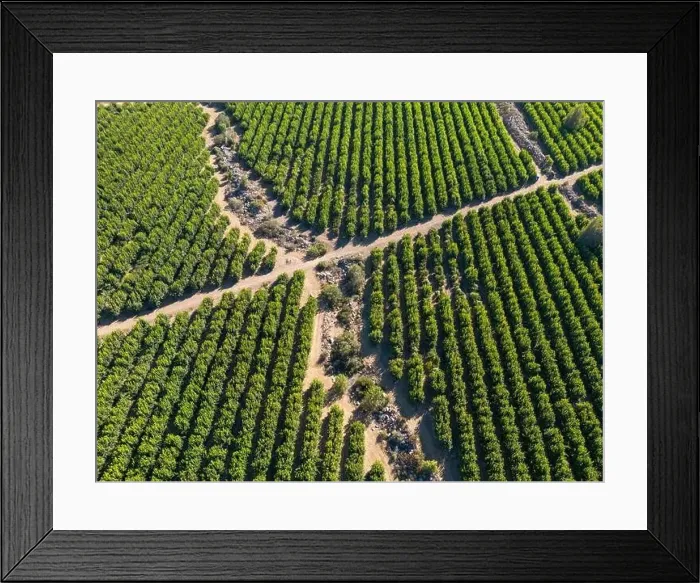 Framed Print : Aerial view of citriculture in Petorca in Chile, South America - plantation of citrus fruits Framed Print : Aerial view of citriculture in Petorca in Chile, South America - plantation of citrus fruits