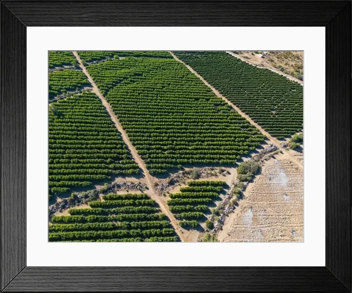 Framed Print : Aerial view of citriculture in Petorca in Chile, South America - plantation of citrus fruits Framed Print : Aerial view of citriculture in Petorca in Chile, South America - plantation of citrus fruits