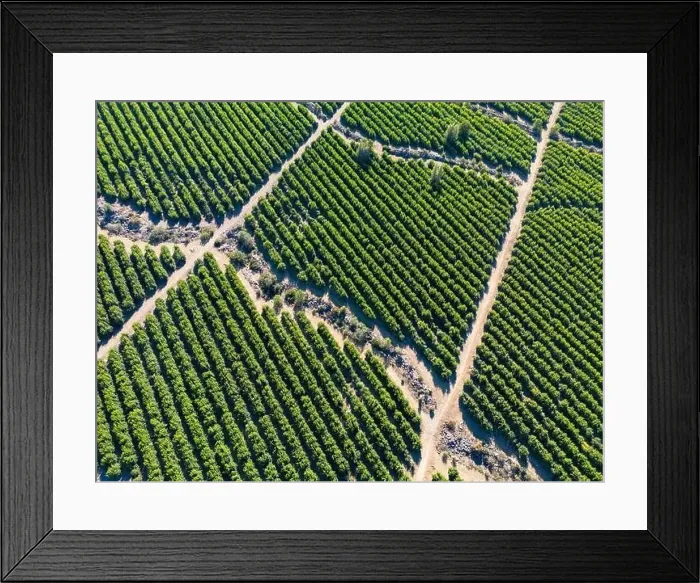 Framed Print : Aerial view of citriculture in Petorca in Chile, South America - plantation of citrus fruits Framed Print : Aerial view of citriculture in Petorca in Chile, South America - plantation of citrus fruits