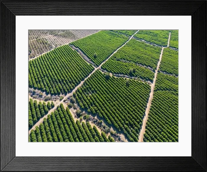 Framed Print : Aerial view of citriculture in Petorca in Chile, South America - plantation of citrus fruits Framed Print : Aerial view of citriculture in Petorca in Chile, South America - plantation of citrus fruits