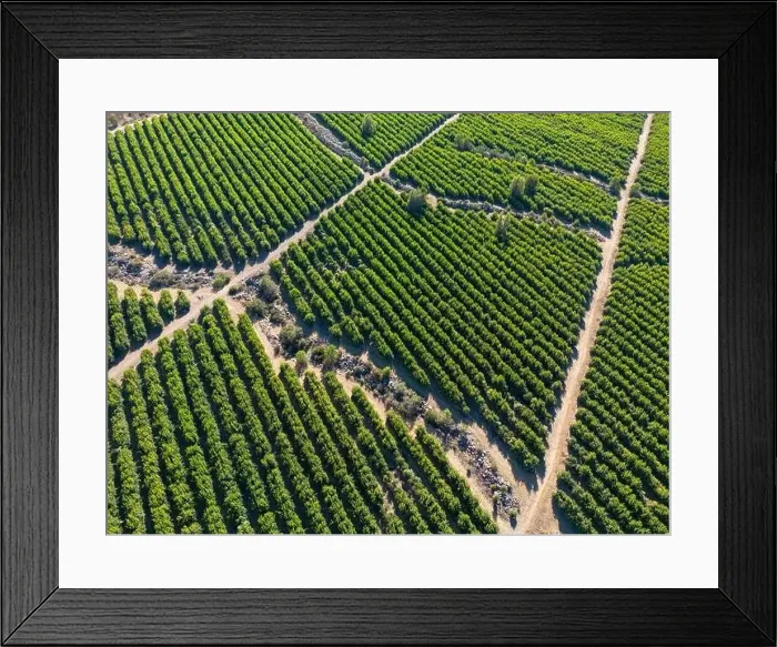 Framed Print : Aerial view of citriculture in Petorca in Chile, South America - plantation of citrus fruits Framed Print : Aerial view of citriculture in Petorca in Chile, South America - plantation of citrus fruits