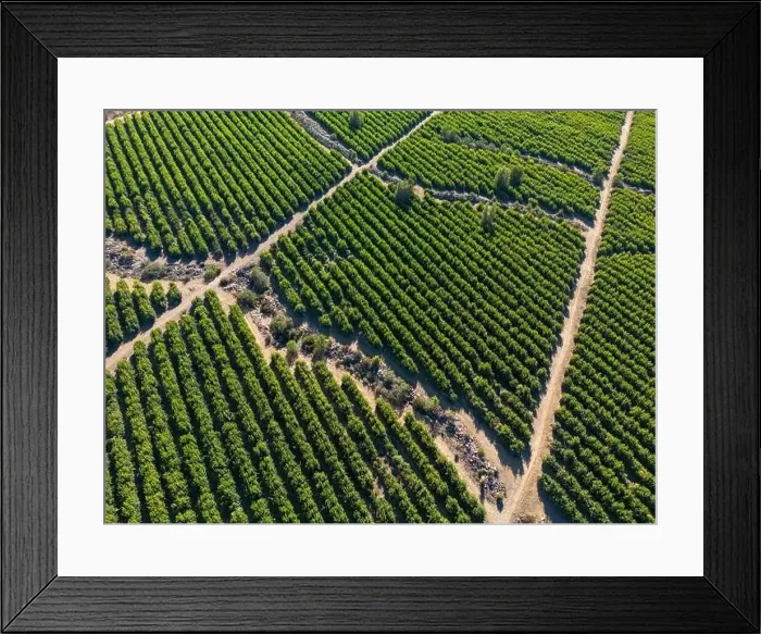 Framed Print : Aerial view of citriculture in Petorca in Chile, South America - plantation of citrus fruits Framed Print : Aerial view of citriculture in Petorca in Chile, South America - plantation of citrus fruits
