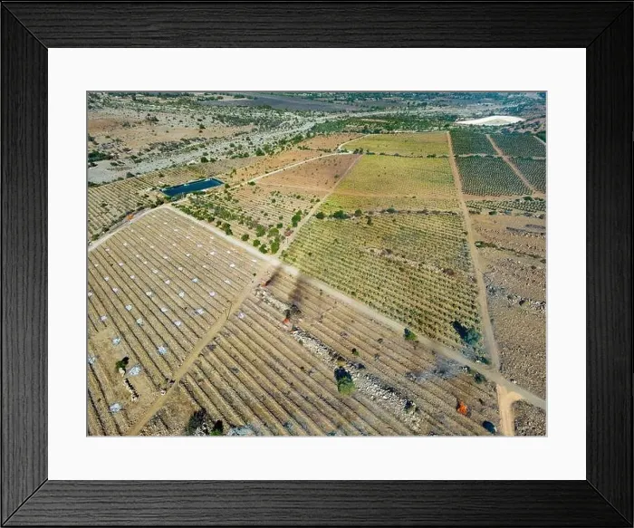 Framed Print : Aerial view of citriculture in Petorca in Chile, South America - plantation of citrus fruits Framed Print : Aerial view of citriculture in Petorca in Chile, South America - plantation of citrus fruits