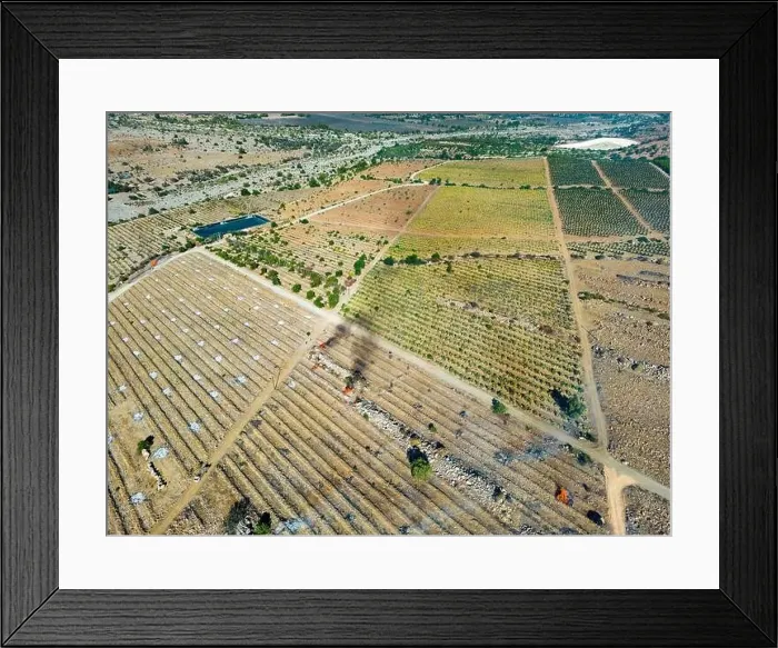 Framed Print : Aerial view of citriculture in Petorca in Chile, South America - plantation of citrus fruits Framed Print : Aerial view of citriculture in Petorca in Chile, South America - plantation of citrus fruits
