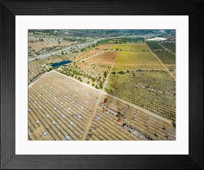 Framed Print : Aerial view of citriculture in Petorca in Chile, South America - plantation of citrus fruits Framed Print : Aerial view of citriculture in Petorca in Chile, South America - plantation of citrus fruits