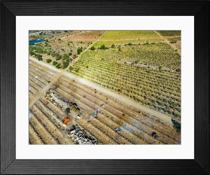 Framed Print : Aerial view of citriculture in Petorca in Chile, South America - plantation of citrus fruits Framed Print : Aerial view of citriculture in Petorca in Chile, South America - plantation of citrus fruits