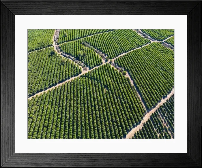 Framed Print : Aerial view of citriculture in Petorca in Chile, South America - plantation of citrus fruits Framed Print : Aerial view of citriculture in Petorca in Chile, South America - plantation of citrus fruits