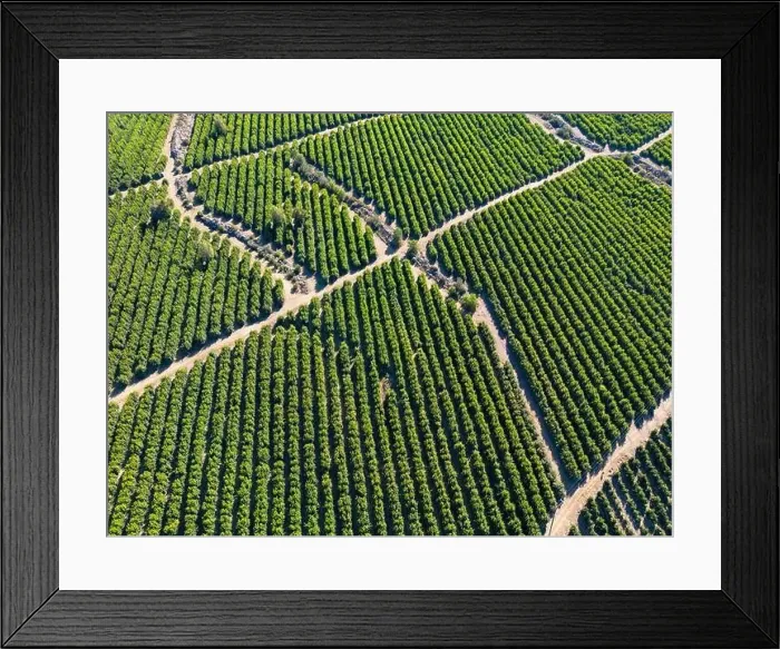 Framed Print : Aerial view of citriculture in Petorca in Chile, South America - plantation of citrus fruits Framed Print : Aerial view of citriculture in Petorca in Chile, South America - plantation of citrus fruits