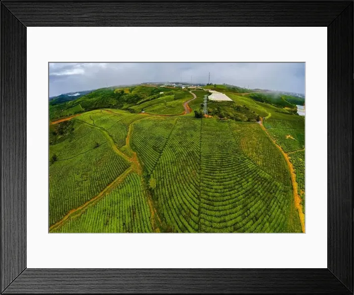 Framed Print : Dawn on tea fields in Da Lat city, Lam Dong province, Vietnam Framed Print : Dawn on tea fields in Da Lat city, Lam Dong province, Vietnam