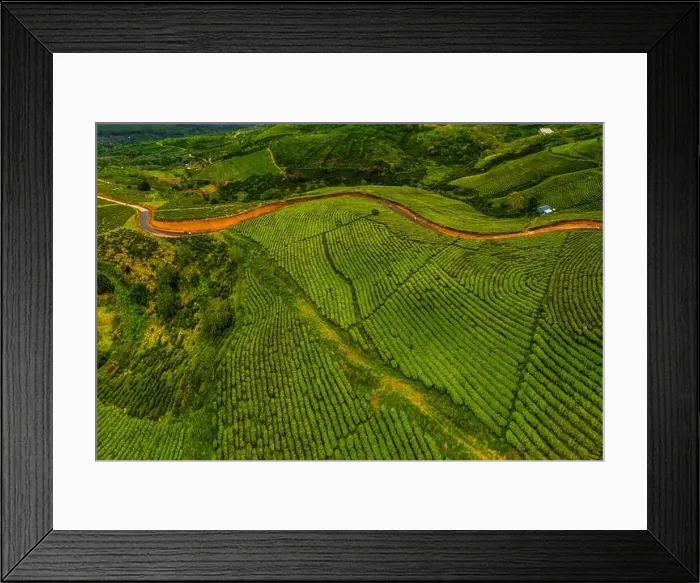 Framed Print : Dawn on tea fields in Da Lat city, Lam Dong province, Vietnam Framed Print : Dawn on tea fields in Da Lat city, Lam Dong province, Vietnam
