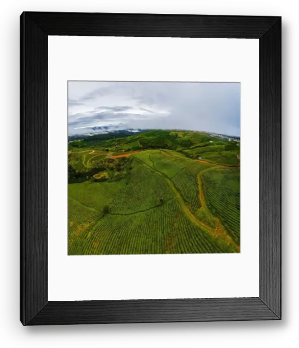Framed Print : Dawn on tea fields in Da Lat city, Lam Dong province, Vietnam Framed Print : Dawn on tea fields in Da Lat city, Lam Dong province, Vietnam
