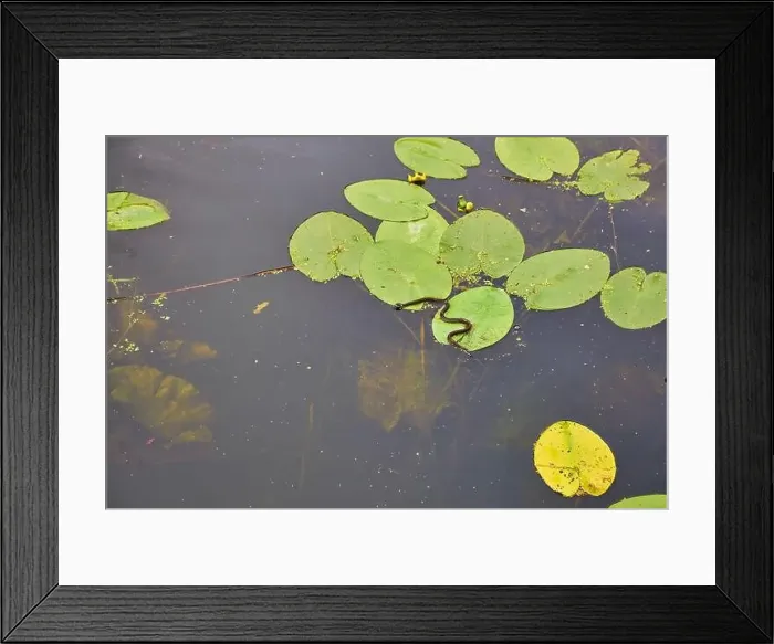 Framed Print : Aerial view of pond with yellow waterlily flowers, green leaf, duckweed in a summer day Framed Print : Aerial view of pond with yellow waterlily flowers, green leaf, duckweed in a summer day