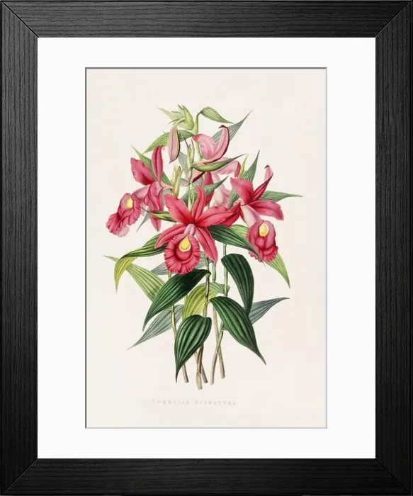 Framed Print : Stunning orchid plant and flowers indigenous to Mexico and Guatemala, meticulously painted during the 19th century Framed Print : Stunning orchid plant and flowers indigenous to Mexico and Guatemala, meticulously painted during the 19th century