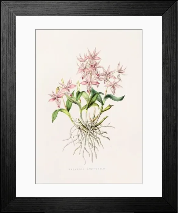 Framed Print : Stunning orchid plant and flowers indigenous to Mexico and Guatemala, meticulously painted during the 19th century Framed Print : Stunning orchid plant and flowers indigenous to Mexico and Guatemala, meticulously painted during the 19th century