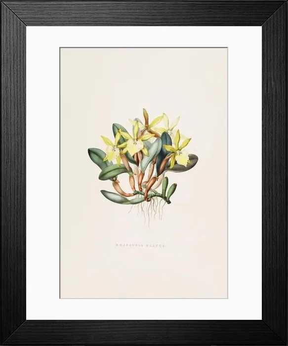 Framed Print : Stunning orchid plant and flowers indigenous to Mexico and Guatemala, meticulously painted during the 19th century Framed Print : Stunning orchid plant and flowers indigenous to Mexico and Guatemala, meticulously painted during the 19th century