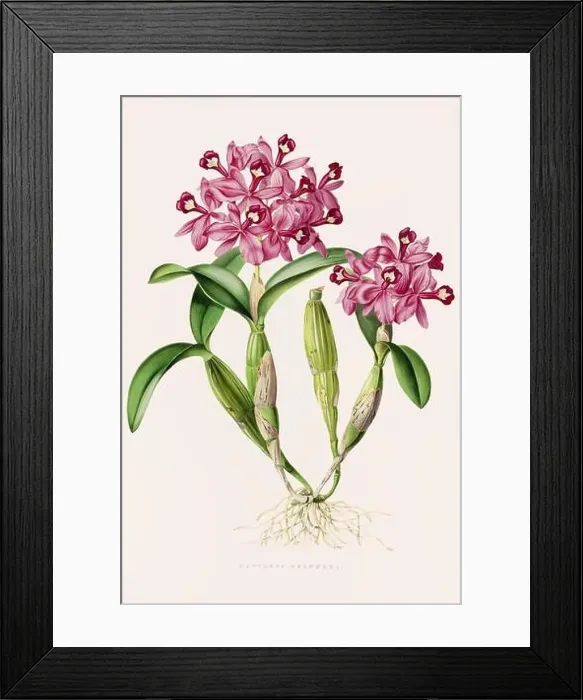 Framed Print : Stunning orchid plant and flowers indigenous to Mexico and Guatemala, meticulously painted during the 19th century Framed Print : Stunning orchid plant and flowers indigenous to Mexico and Guatemala, meticulously painted during the 19th century