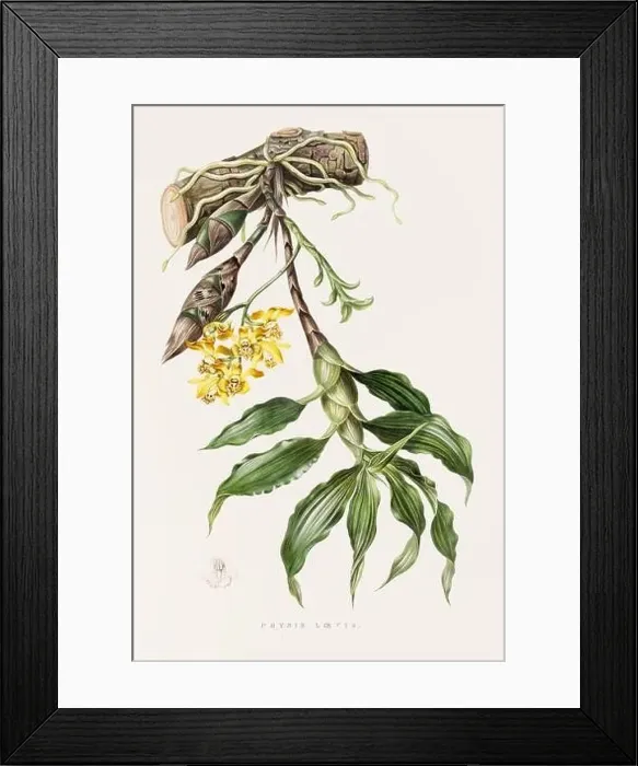Framed Print : Stunning orchid plant and flowers indigenous to Mexico and Guatemala, meticulously painted during the 19th century Framed Print : Stunning orchid plant and flowers indigenous to Mexico and Guatemala, meticulously painted during the 19th century