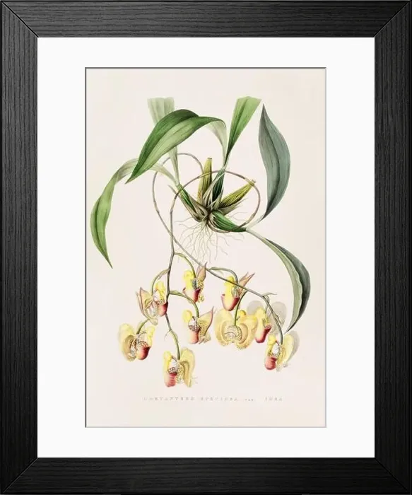 Framed Print : Stunning orchid plant and flowers indigenous to Mexico and Guatemala, meticulously painted during the 19th century Framed Print : Stunning orchid plant and flowers indigenous to Mexico and Guatemala, meticulously painted during the 19th century