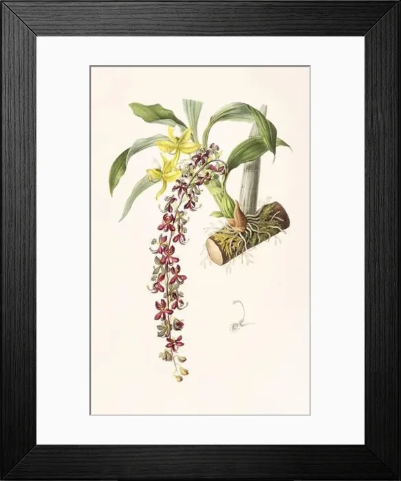 Framed Print : Stunning orchid plant and flowers indigenous to Mexico and Guatemala, meticulously painted during the 19th century Framed Print : Stunning orchid plant and flowers indigenous to Mexico and Guatemala, meticulously painted during the 19th century