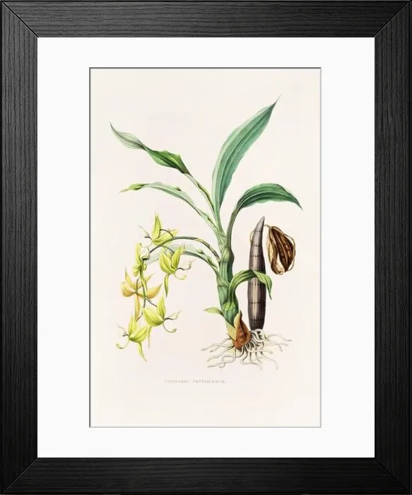 Framed Print : Stunning orchid plant and flowers indigenous to Mexico and Guatemala, meticulously painted during the 19th century Framed Print : Stunning orchid plant and flowers indigenous to Mexico and Guatemala, meticulously painted during the 19th century