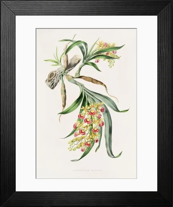 Framed Print : Stunning orchid plant and flowers indigenous to Mexico and Guatemala, meticulously painted during the 19th century Framed Print : Stunning orchid plant and flowers indigenous to Mexico and Guatemala, meticulously painted during the 19th century