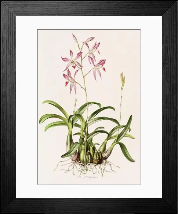 Framed Print : Stunning orchid plant and flowers indigenous to Mexico and Guatemala, meticulously painted during the 19th century