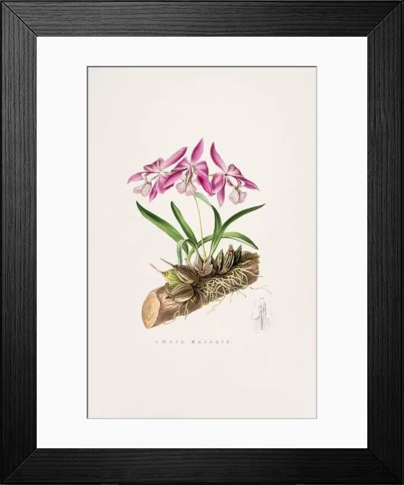 Framed Print : Stunning orchid plant and flowers indigenous to Mexico and Guatemala, meticulously painted during the 19th century Framed Print : Stunning orchid plant and flowers indigenous to Mexico and Guatemala, meticulously painted during the 19th century