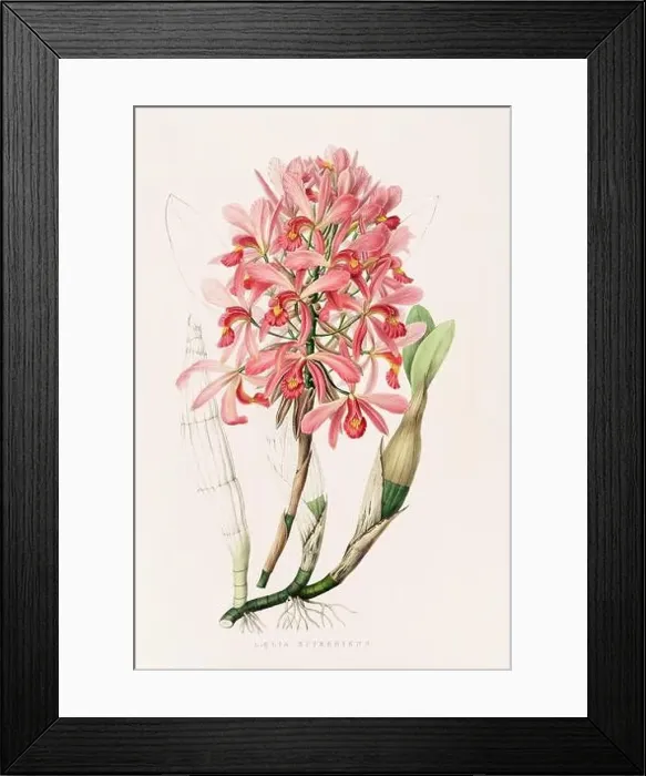 Framed Print : Stunning orchid plant and flowers indigenous to Mexico and Guatemala, meticulously painted during the 19th century Framed Print : Stunning orchid plant and flowers indigenous to Mexico and Guatemala, meticulously painted during the 19th century