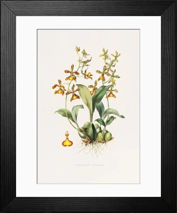 Framed Print : Stunning orchid plant and flowers indigenous to Mexico and Guatemala, meticulously painted during the 19th century Framed Print : Stunning orchid plant and flowers indigenous to Mexico and Guatemala, meticulously painted during the 19th century