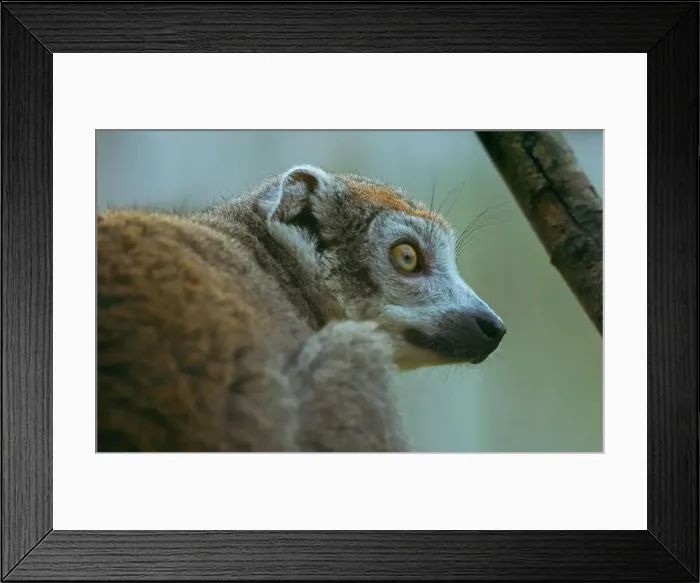 Framed Print : Lemur Side On Framed Print : Lemur Side On