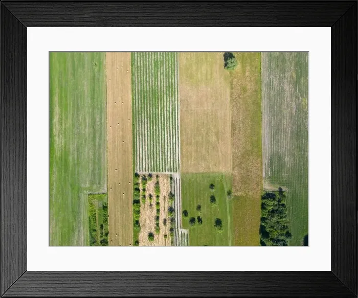 Framed Print : Abstract geometric shapes of agricultural parcels of different crops in yellow and green colors Framed Print : Abstract geometric shapes of agricultural parcels of different crops in yellow and green colors