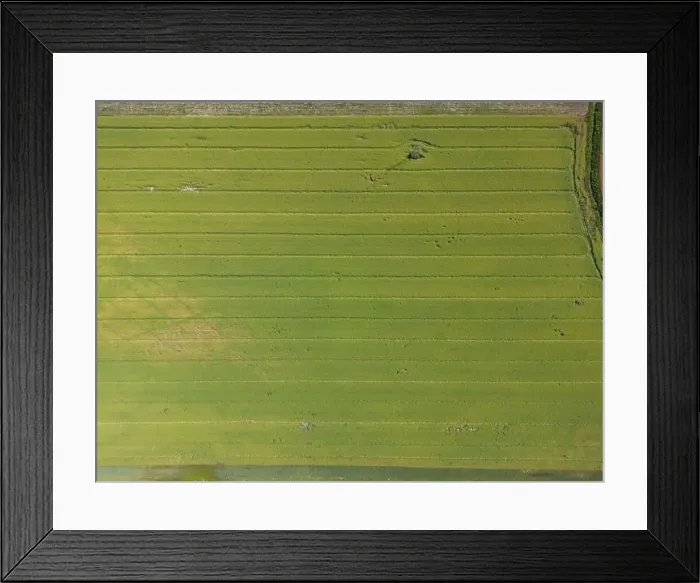 Framed Print : Abstract geometric shapes of agricultural parcels of different crops in yellow and green colors Framed Print : Abstract geometric shapes of agricultural parcels of different crops in yellow and green colors