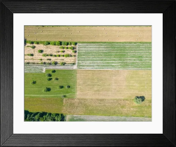 Framed Print : Abstract geometric shapes of agricultural parcels of different crops in yellow and green colors Framed Print : Abstract geometric shapes of agricultural parcels of different crops in yellow and green colors