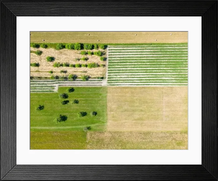 Framed Print : Abstract geometric shapes of agricultural parcels of different crops in yellow and green colors Framed Print : Abstract geometric shapes of agricultural parcels of different crops in yellow and green colors
