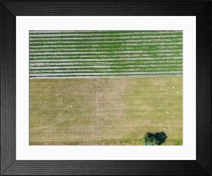 Framed Print : Abstract geometric shapes of agricultural parcels of different crops in yellow and green colors Framed Print : Abstract geometric shapes of agricultural parcels of different crops in yellow and green colors
