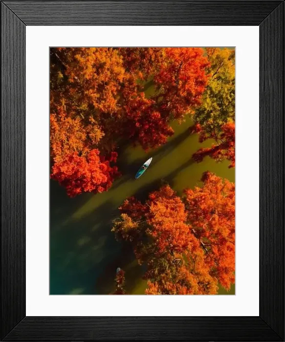 Framed Print : Traveller on stand up paddle board at the lake with Taxodium trees in autumn. Aerial view