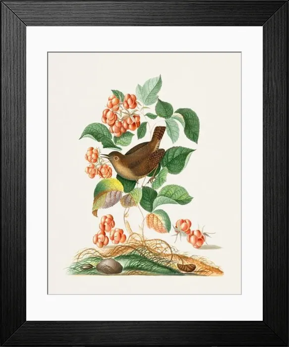 Framed Print : Tiny Treasure: Little bird enjoying red fruit