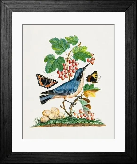 Framed Print : Nature's Collage: Bluebird, eggs, strawberry, ants and butterflies Framed Print : Nature's Collage: Bluebird, eggs, strawberry, ants and butterflies