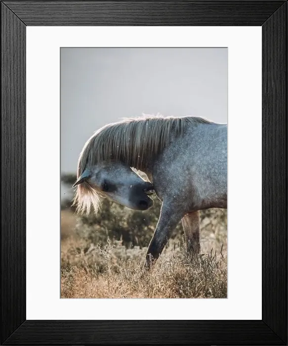 Framed Print : These beautiful wild horses live in Italy forever free Framed Print : These beautiful wild horses live in Italy forever free