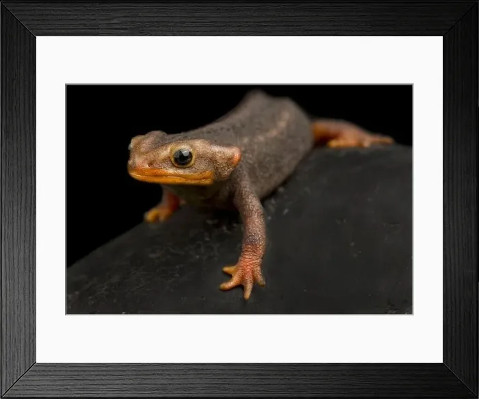 Framed Print : Himalayan newt (Tylototriton verrucosus) Framed Print : Himalayan newt (Tylototriton verrucosus)