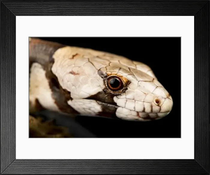 Framed Print : pink-tongued skink (Hemisphaeriodon gerrardi) Framed Print : pink-tongued skink (Hemisphaeriodon gerrardi)