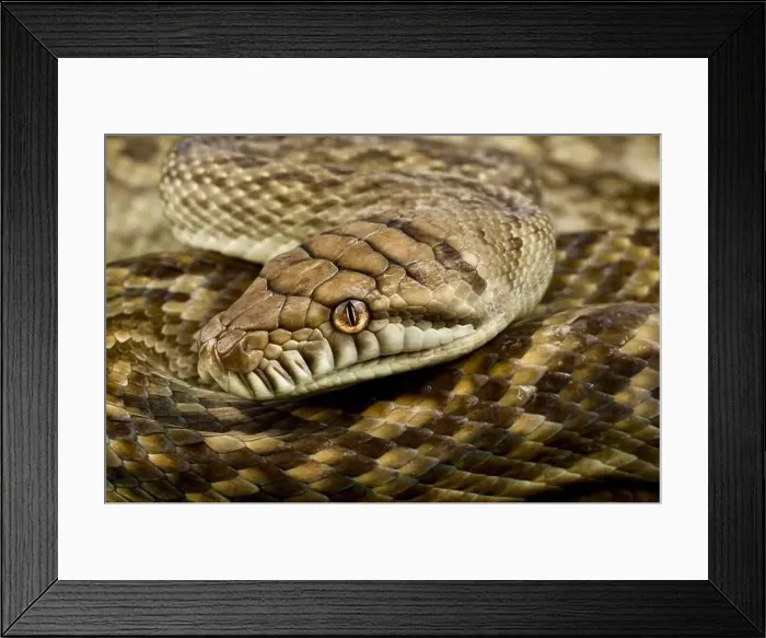 Framed Print : Scrub python (Simalia amethistina) Framed Print : Scrub python (Simalia amethistina)