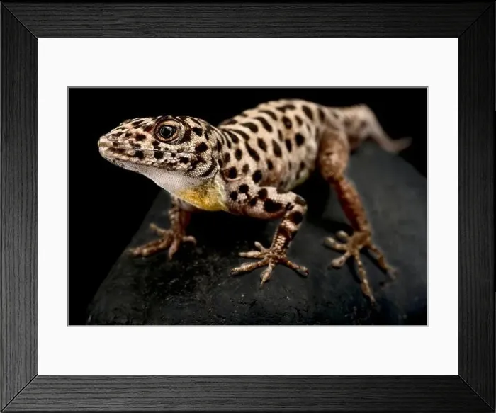 Framed Print : Saba Anole (Anolis sabanus) Framed Print : Saba Anole (Anolis sabanus)