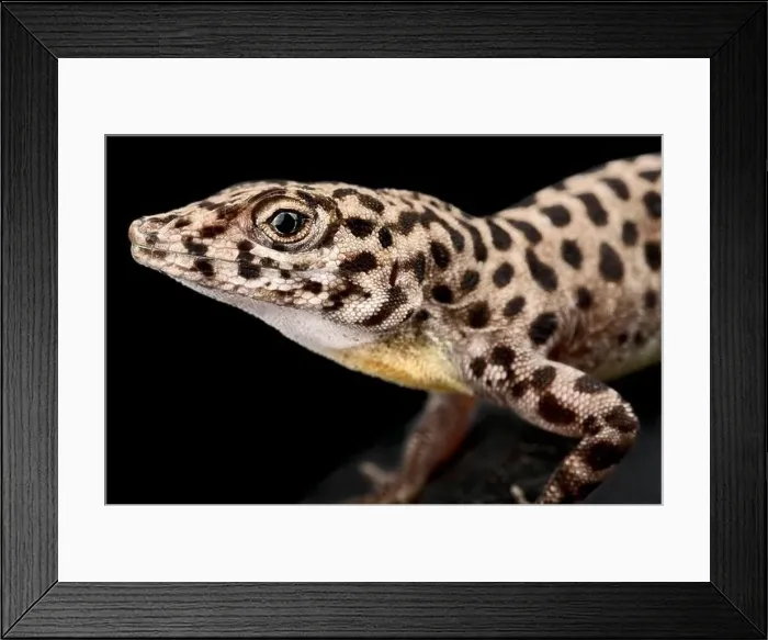 Framed Print : Saba Anole (Anolis sabanus) Framed Print : Saba Anole (Anolis sabanus)
