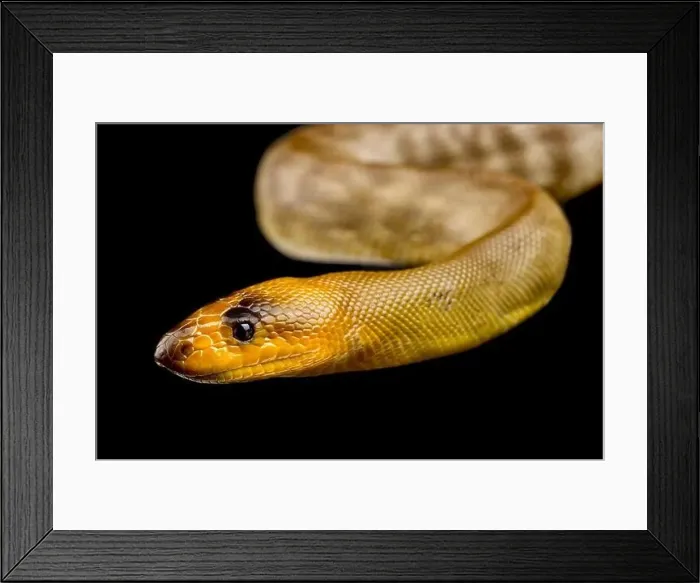 Framed Print : Woma python (Aspirines ramsayi) Framed Print : Woma python (Aspirines ramsayi)